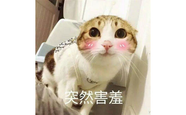 突然害羞(猫咪)