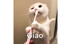 Giao（猫咪刷牙）