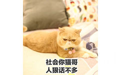 社会你猫哥，人狠话不多 - 一只满脸都是愁容和不屑的橘猫