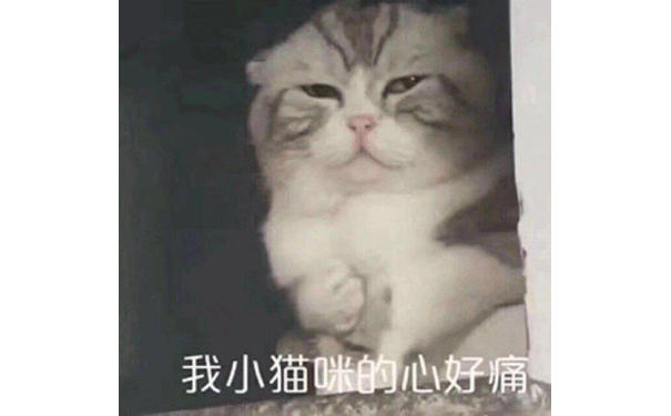 我小猫咪的心好痛(猫咪表情包)