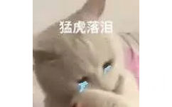 猛虎落泪(猫猫表情包)