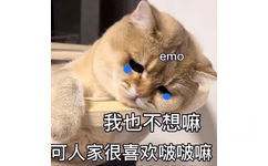 emo 我也不想嘛可人家很喜欢啵啵嘛(猫咪表情包)