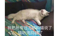 我把所有压力都和猫说了，猫听完抑郁了