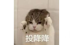 投降降(猫咪表情包)