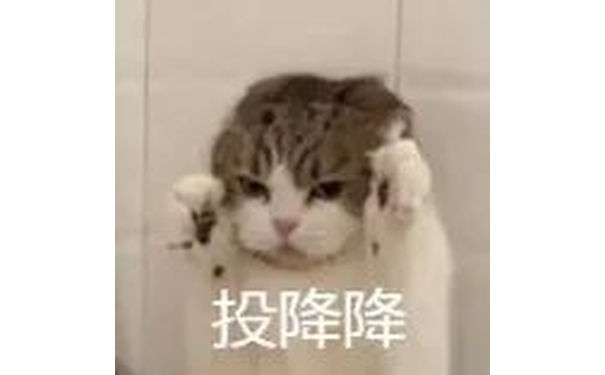 投降降(猫咪表情包)