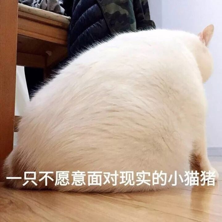 一只不愿意面对现实的小猫猪 - 永远楼楼表情包