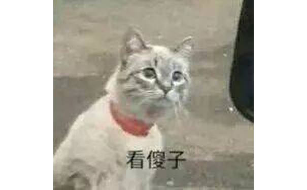 看傻子（猫咪）