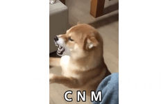 CNM （柴犬表情包）