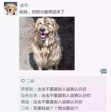 金毛：妈妈，你的大暖男回来了 - 狗狗的朋友圈