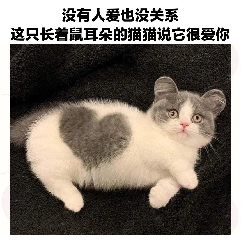 没有人爱也没关系这只长着鼠耳朵的猫猫说它很爱你