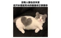 没有人爱也没关系这只长着鼠耳朵的猫猫说它很爱你