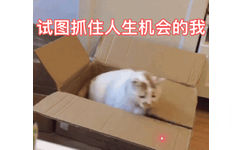 试图抓住人生机会的我 - 一组猫咪动态表情包