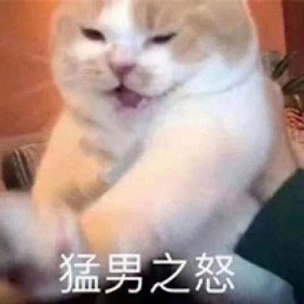 猛男之怒怒(猫咪表情包)