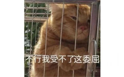 行我受不了这委屈(猫猫表情包) - 可爱猫猫表情包