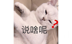 说啥呢？（猫咪）