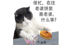 很忙，在往老婆饼里塞老婆，什么事？氏老婆(猫猫很忙表情包)