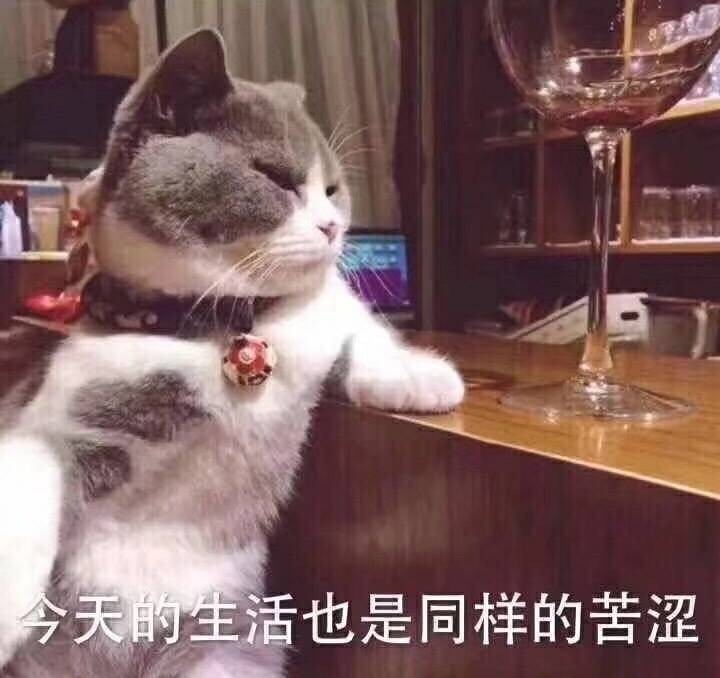 今天的生活也是同样的苦涩，猫星人酒吧喝酒 - 斗图表情包走一波