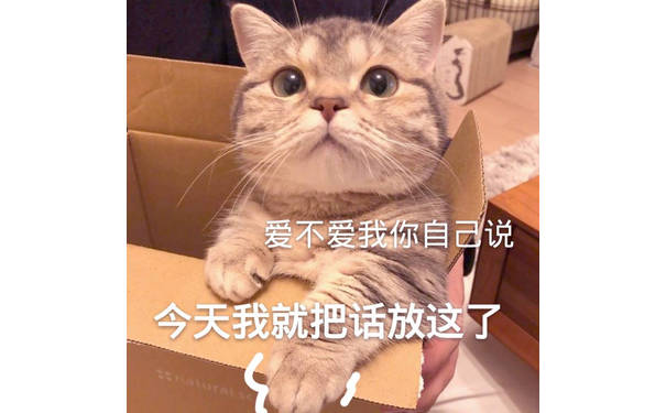 爱不爱我你自己说，今天我就把话放这了(猫咪)