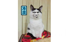 冷漠（猫星人金馆长）