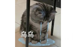 乌乌(流泪猫咪)