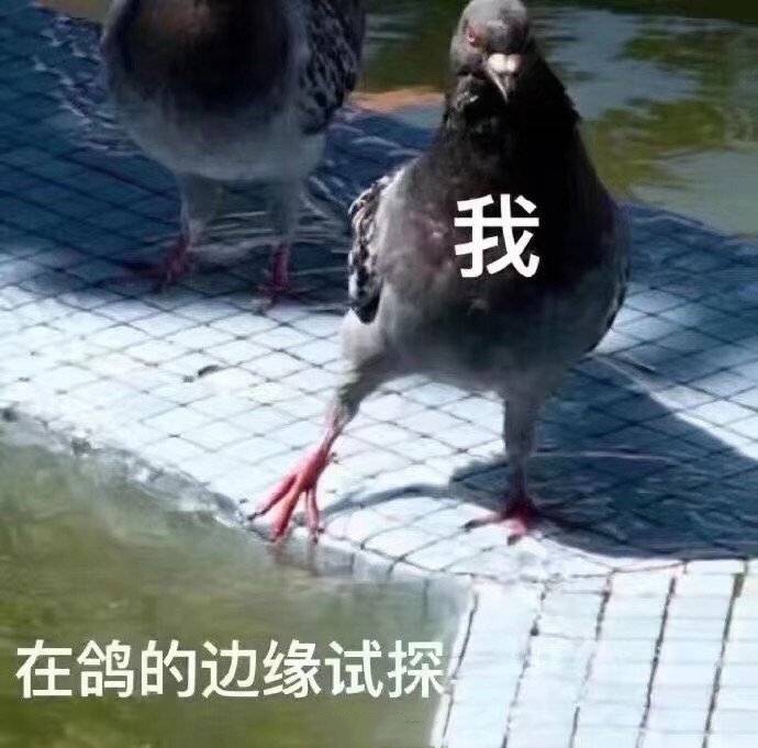 我在鸽的边缘试探