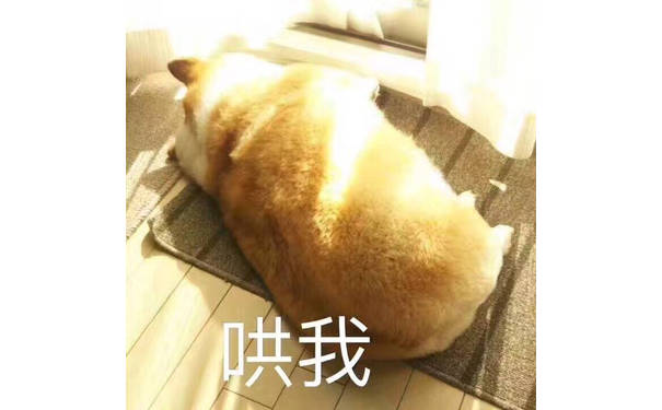 哄我（doge）