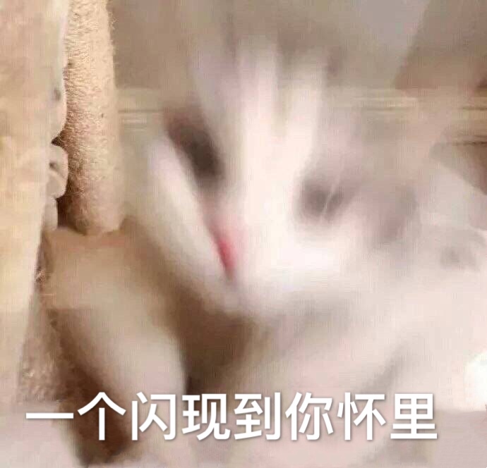 个闪现到你怀里(猫咪)