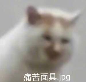 痛苦面具jpg(猫咪表情包)