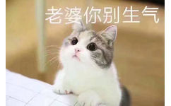 老婆你别生气 - 猫咪宠妻表情包系列