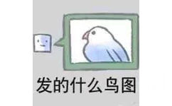 发的什么鸟图