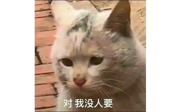 对我没人要(可怜猫猫头表情包)