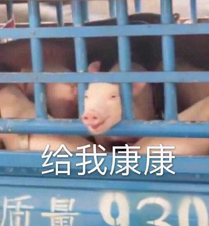 猪猪给我看看康康