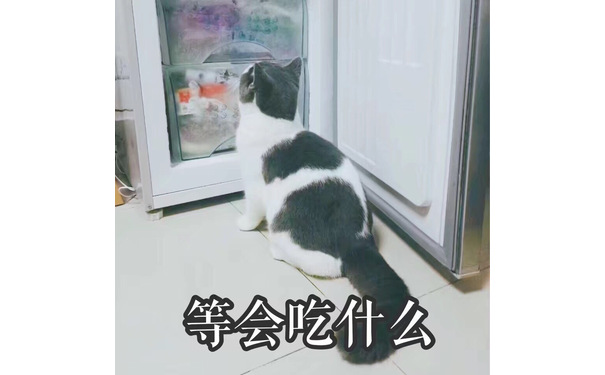 等会吃什么 - 一波猫咪表情，吸猫之旅开启