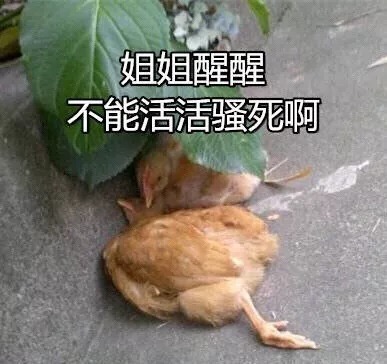 姐姐醒醒，不能活活骚死啊（鸡）