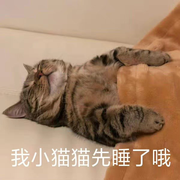 我小猫猫先睡了哦