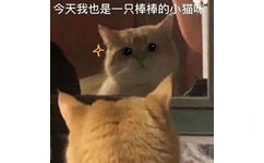 今天我也是一只棒棒的小猫咪