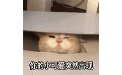 你的小可爱突然出现 - 可爱猫咪 GIF 动图表情包