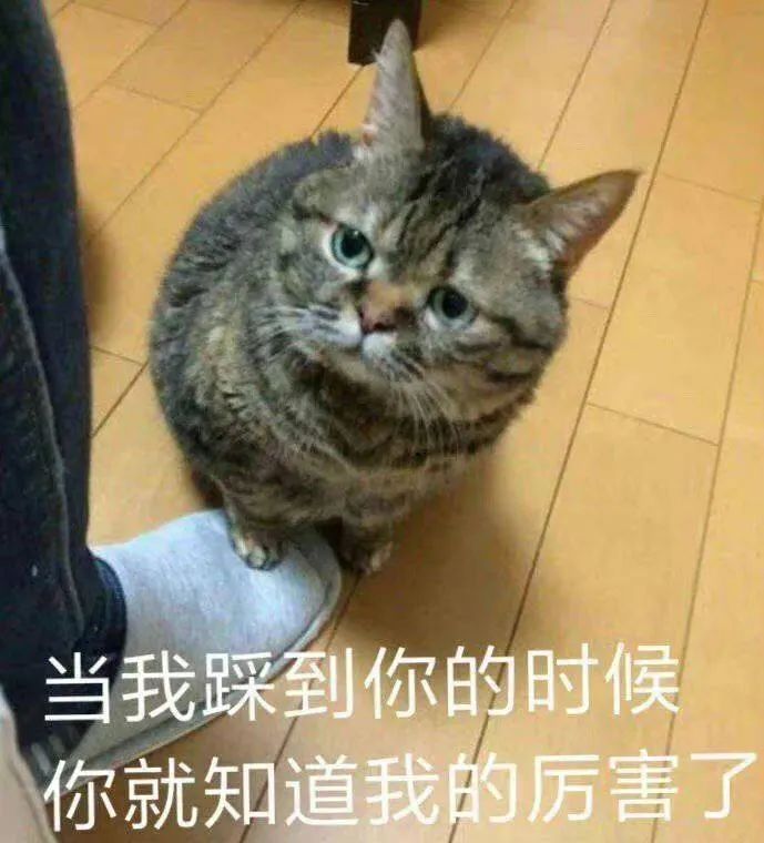 当我踩到你的时候你就知道我的厉害了(猫猫表情包)