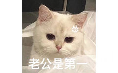 老公是第(猫咪表情包)