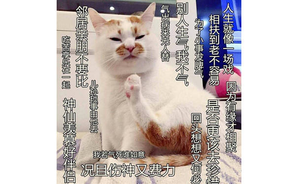 看破红尘的猫咪 人生就像一场戏..... - 热门表情包原图精选-2017/08/19