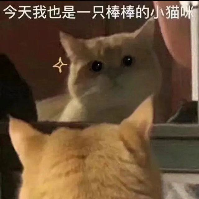 今天我也是一只棒棒的小猫咪