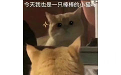 今天我也是一只棒棒的小猫咪