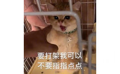 要打架我可以不要指指点点(猫咪表情包) - 猫咪骂骂咧咧表情包