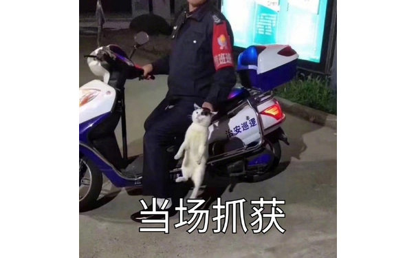 当场抓获（猫咪表情包）