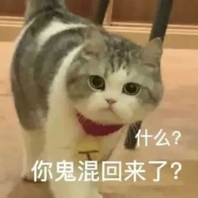 什么?你鬼混回来了?(猫猫表情包) - 可爱猫猫表情包