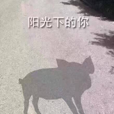 看，阳光下的你（一头猪的影子）