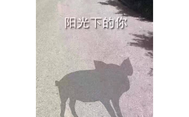 看，阳光下的你（一头猪的影子）