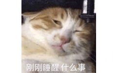 刚刚睡醒 什么事？（猫咪）