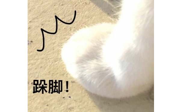 猫咪跺脚