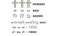 群体懵逼遗传，基因型，基因频率型，平衡群主 - 懵逼系列新公式